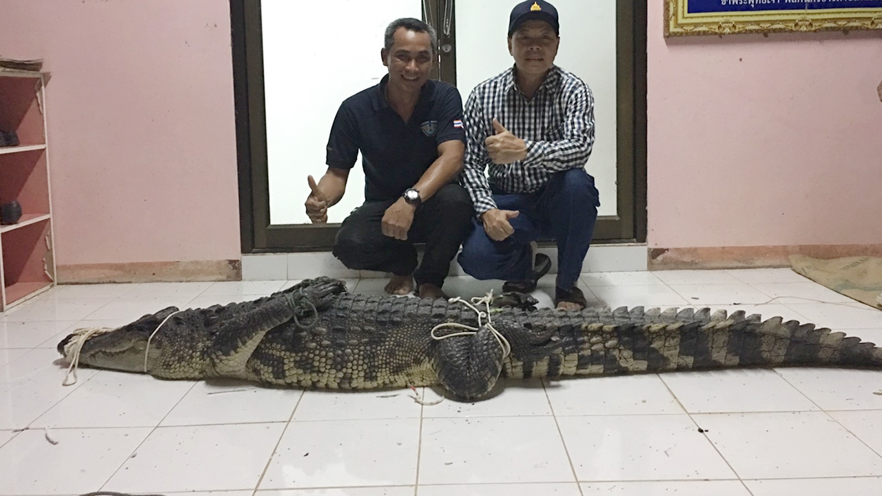 ทีมไกรทองของกรมประมงจับจระเข้ หลุดได้แล้ว 1 ตัว ที่สิงห์บุรี