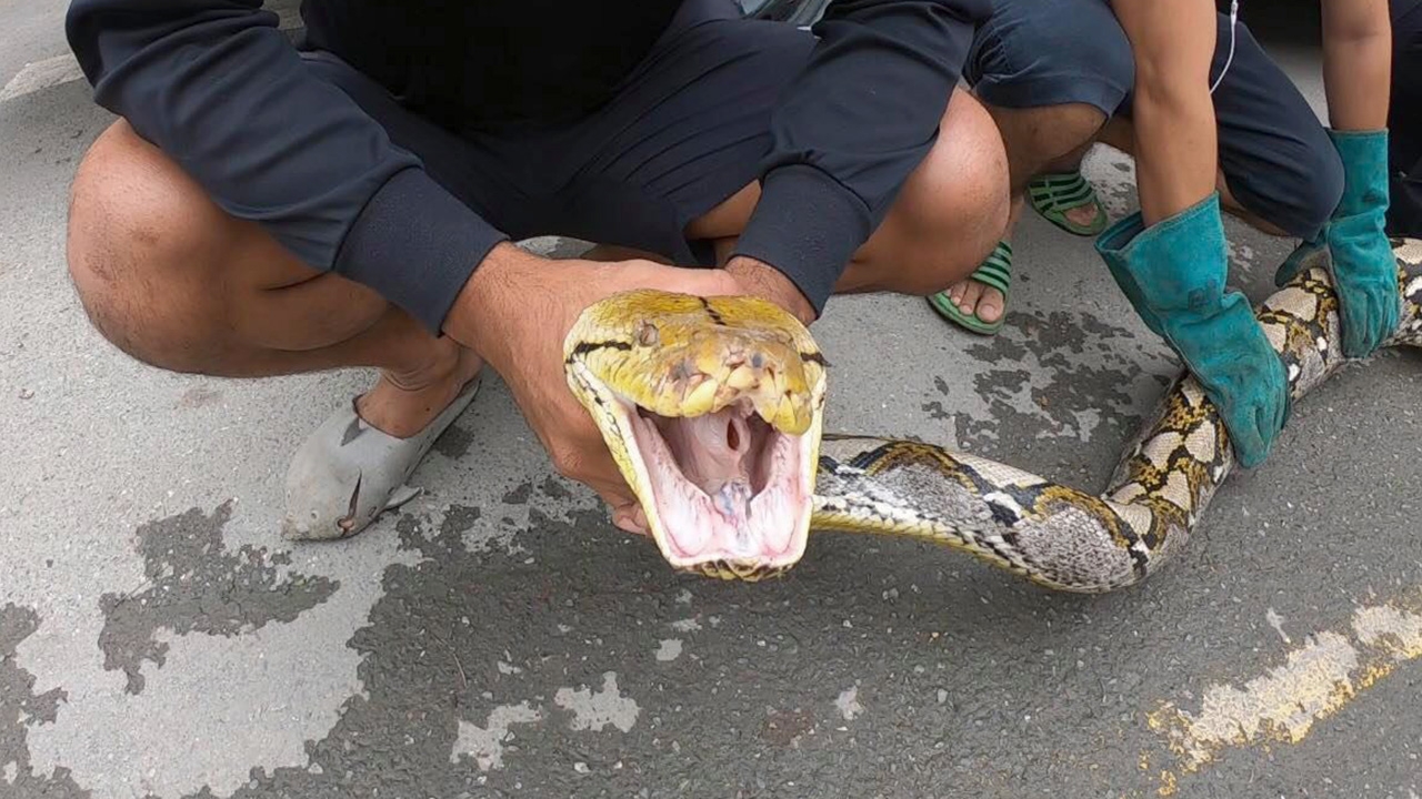 ตกใจแชร์กันเพียบ "งูเหลือม" ตัวอย่างใหญ่หนัก 50 กิโล ยาว 5.5 เมตร (คลิป)