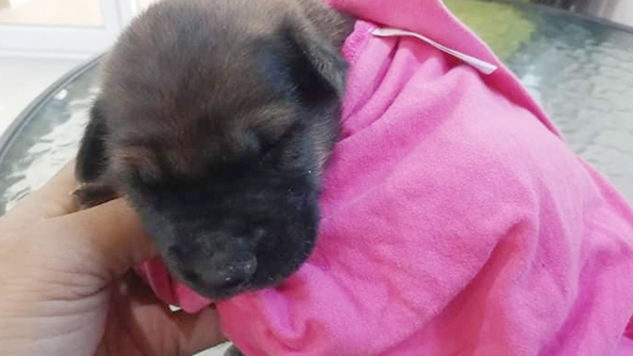 วอนช่วยน้องหมา ไม่มีรูทวาร สุดเวทนาเวลาปวดอึ ร้องครางเจ็บปวด 