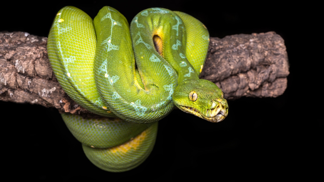 ไม่มีรูหูแต่ได้ยินนะ เพจดังไขข้อสงสัย ทำไมคนส่วนใหญ่เชื่อ "งูหูหนวก"