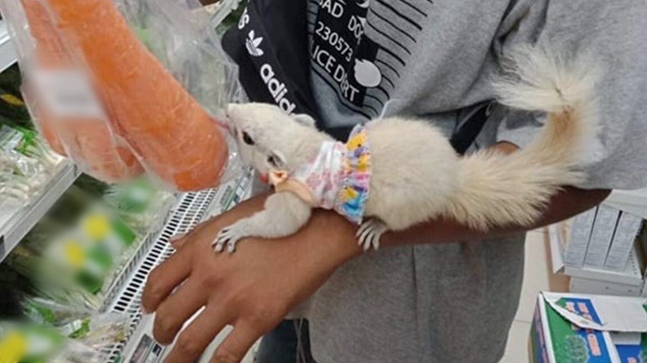 โซเชียลดราม่า คนพา "กระรอก" เข้าร้านอาหาร เลียถุงผัก ถ่ายรูปอวดกัน