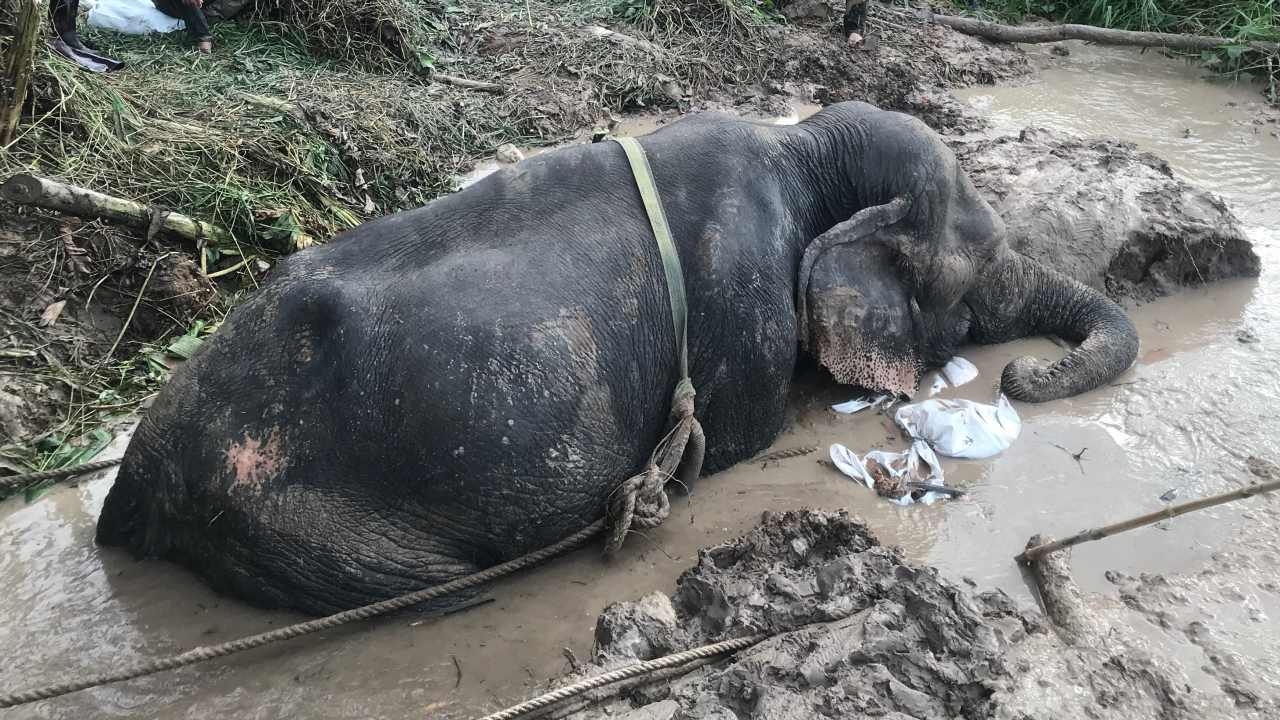 ช่วยน้องช้าง พังนิ่มนวล ลงจากภูพาน เพลินกินกล้วย ติดหล่มขึ้นไม่ได้  