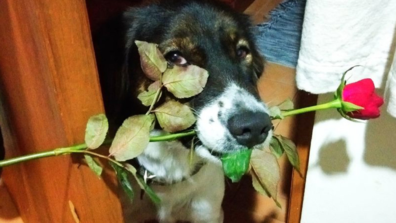 น้องหมาพูดได้ บิ๊กอ้อนคุณพ่อ บ่นอยู่ตัวเดียว เหงามาก ฝนก็ตกแรง (คลิป)