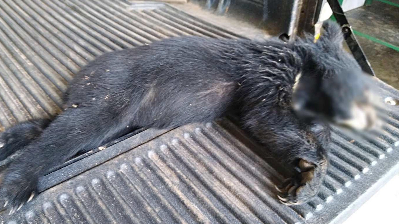 สลด หมีน้อย หลงแม่หิวโซกิน "ผักหนาม" ริมห้วย ตายเพราะสารพิษ 