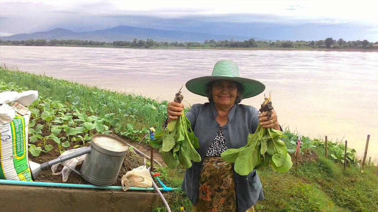 ชาวสวนบึงกาฬ ทำสวนผักปลอดสารแบบขั้นบันไดริมโขง ส่งขายสร้างรายได้งาม