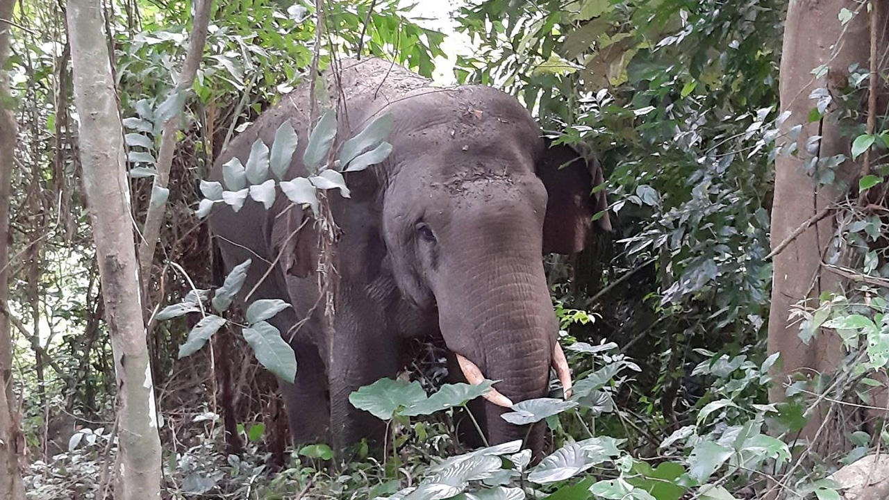 ช้างป่าเขาใหญ่บุกวัดถ้ำสาริกา ทำร้ายหมาวัดที่เห่าตายคาที่ แม่ชีบาดเจ็บ