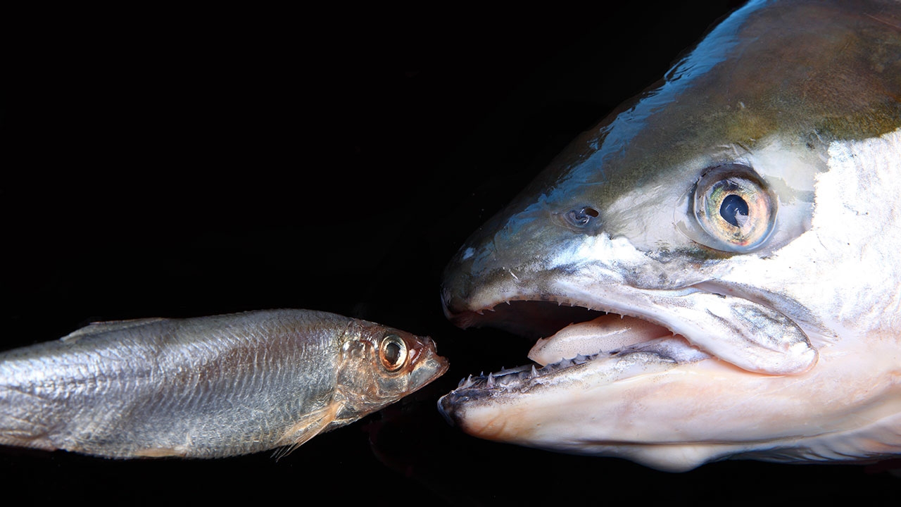 Great fish eat up little.