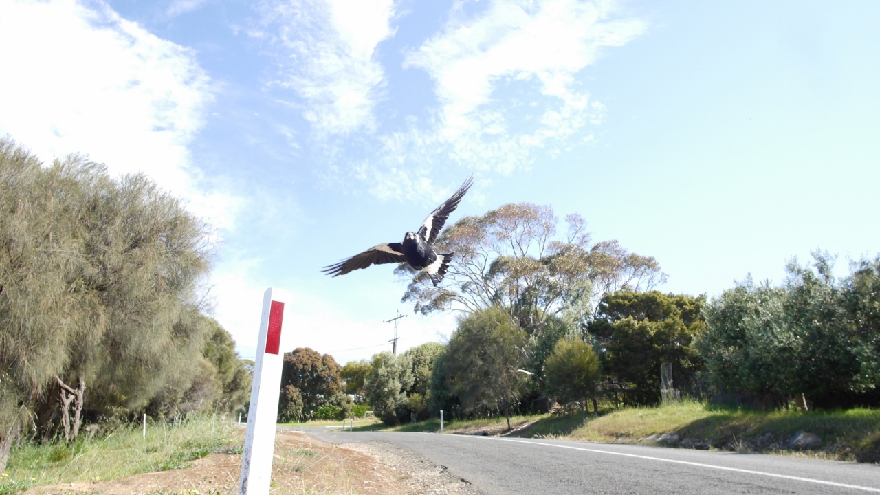 เศร้า คุณตาออสเตรเลียขี่จักรยาน เจอนกโฉบเข้าใส่ รถล้ม หัวฟาดดับสลด