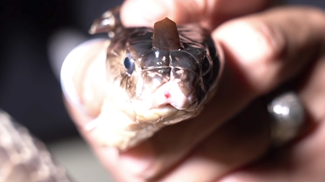 ไขความลับ "งูพญานาค" มีหงอนน่าฉงน คนแห่แชร์ เชื่อเป็นเจ้าแม่นาคี