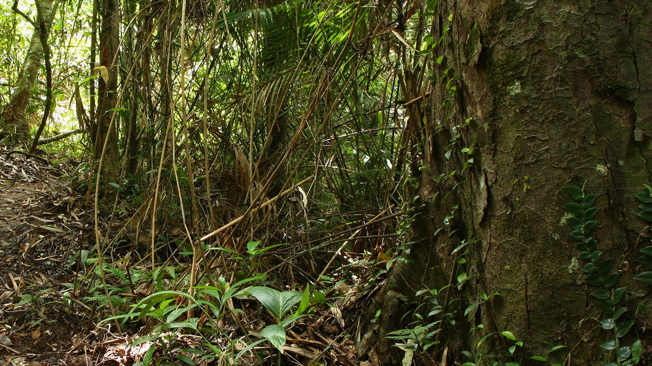 แม่ใจร้ายทิ้งทารกเพิ่งคลอดป่าหญ้าข้างทาง แพทย์เข้าช่วยปลอดภัยดี