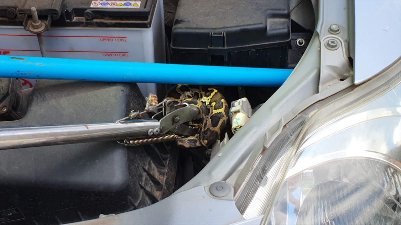 กู้ภัยฯ จับ "งูเหลือม" ซุกฝากระโปรง คนมุงส่องป้ายทะเบียนเชื่อมาให้โชค