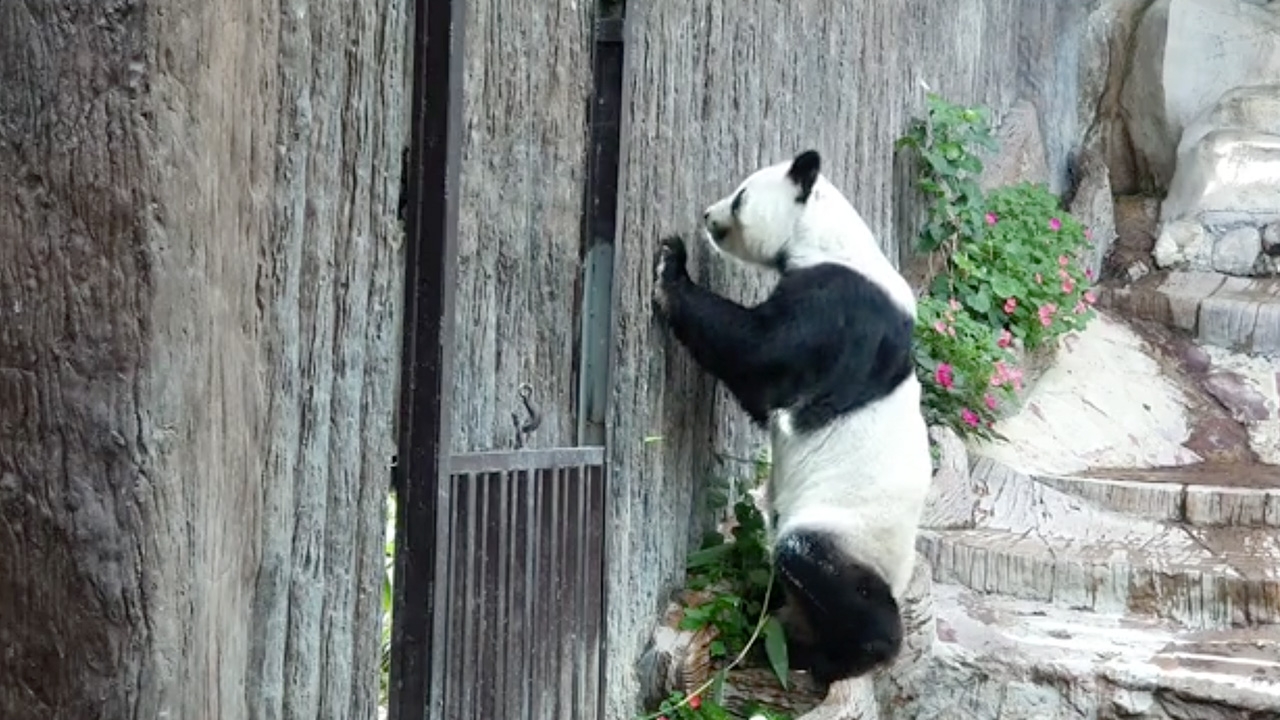 ผู้เชี่ยวชาญจากจีน ร่วมชันสูตร "ช่วงช่วง" ตายกะทันหัน ถึงไทยคืนนี้