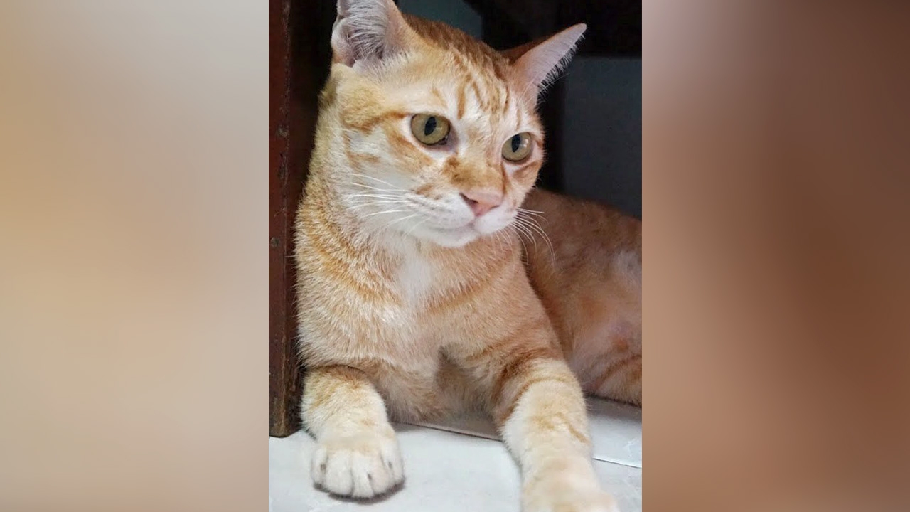 จุลินทรีย์ผลิตสารเคมี ส่งกลิ่นจากทวารหนักแมว