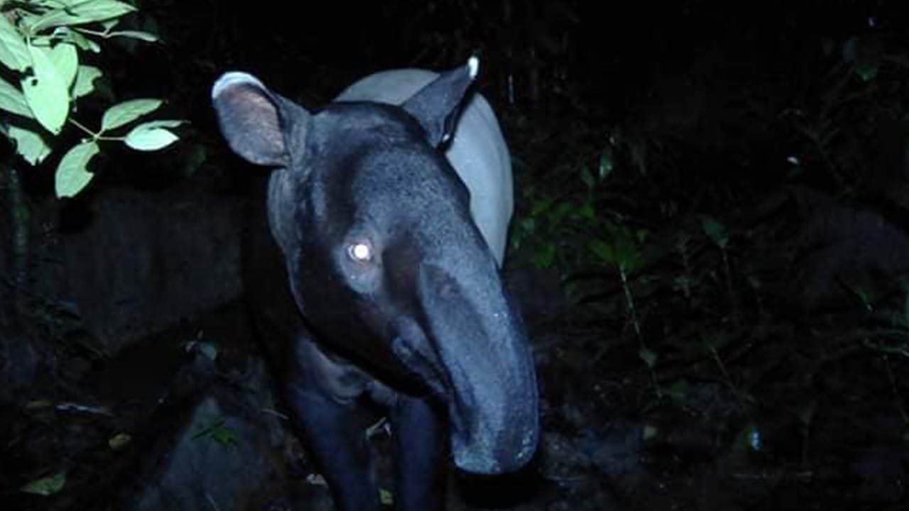 "สมเสร็จ" ตัวเป็นๆ สัตว์ป่าสงวนหายาก พบที่อุทยานฯ ลำคลองงู