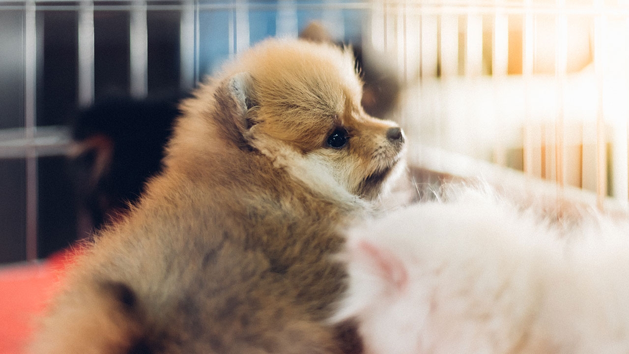 Are you running a kennel now?