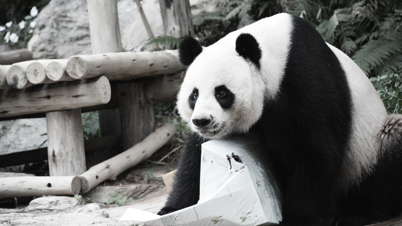 สวนสัตว์เชียงใหม่ เผยต้องรอผู้เชี่ยวชาญจากจีน ร่วมชันสูตรแพนด้า "ช่วงช่วง"