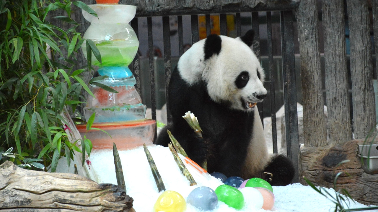 เผยนาที "ช่วงช่วง" ตาย วงจรปิดจับภาพได้ เดินอยู่ดีๆ ล้มฟุบกับพื้น