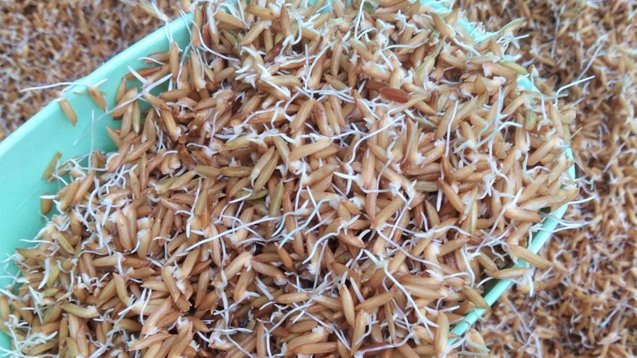 ข้าวฮาง วันเดียวก็ทำได้