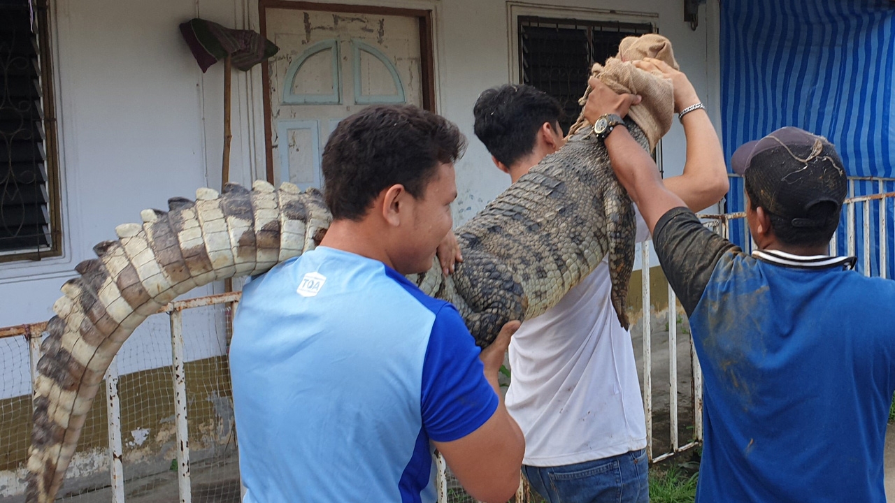 น้องมายังไง "ไอ้เข้" ยาว 2 เมตรโผล่กลางหมู่บ้าน นอภ.แม่สอดสั่งเฝ้าระวัง