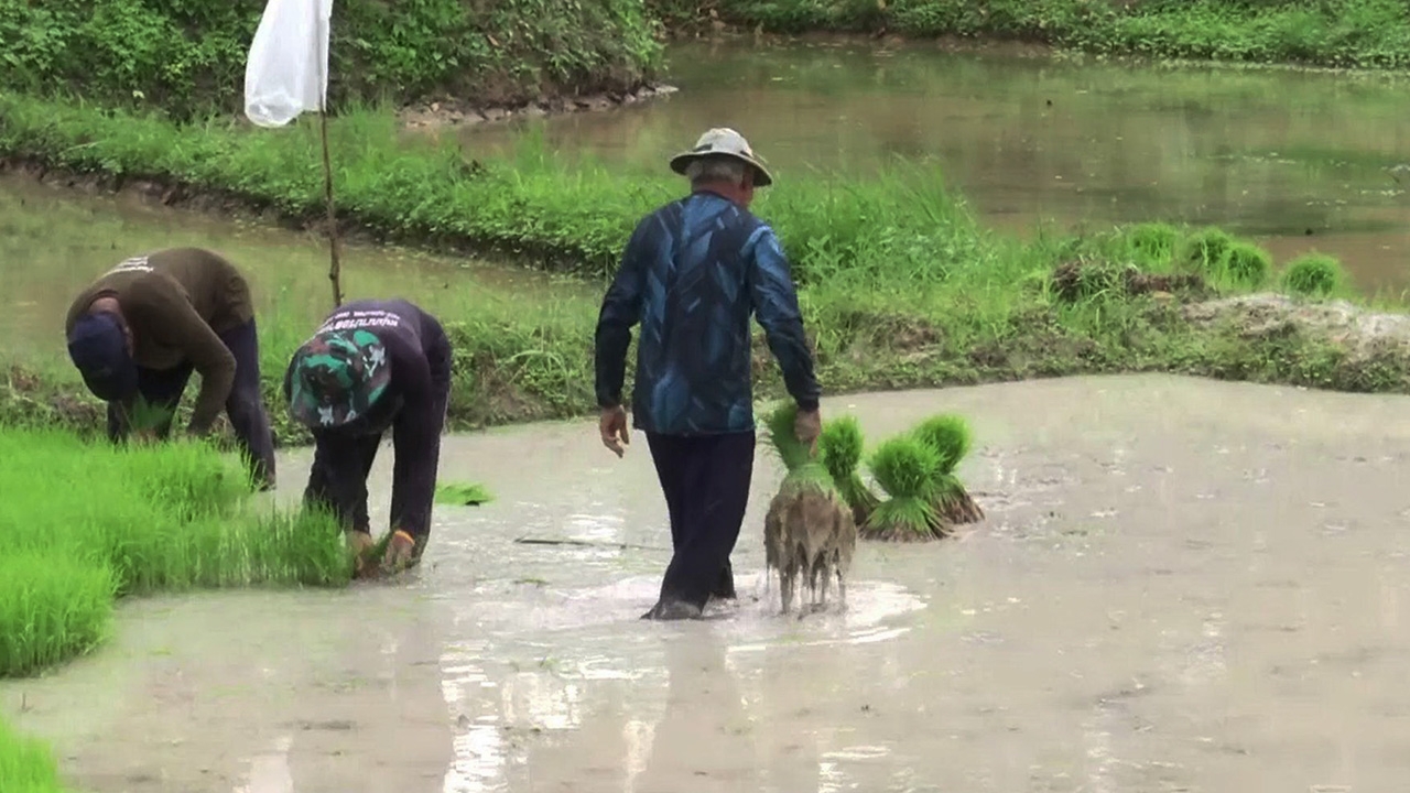 วิถีชีวิต "ชาวนาบางลึก" หลังสู้ฟ้าหน้าสู้ดิน ผืนนาแปลงสุดท้ายของ จ.ชุมพร