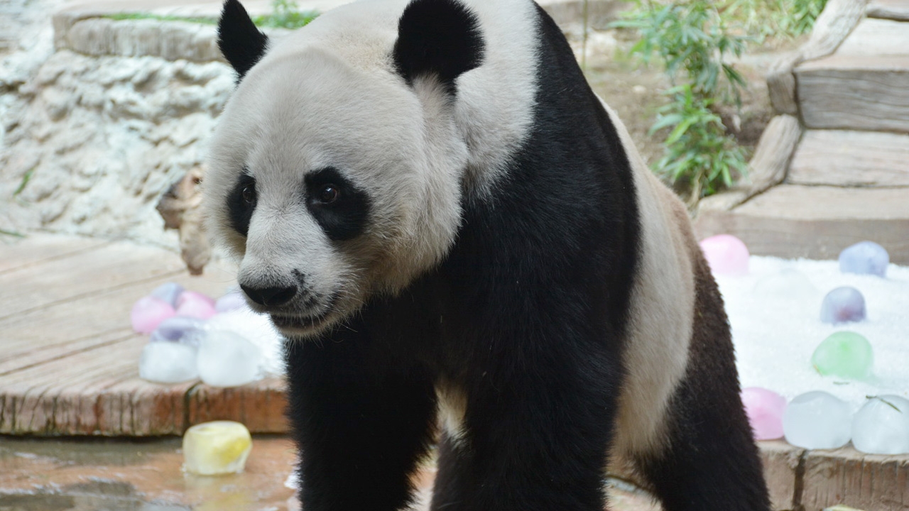 รู้แล้ว! แพนด้า "ช่วงช่วง" ดับ สาเหตุภาวะหัวใจล้มเหลว