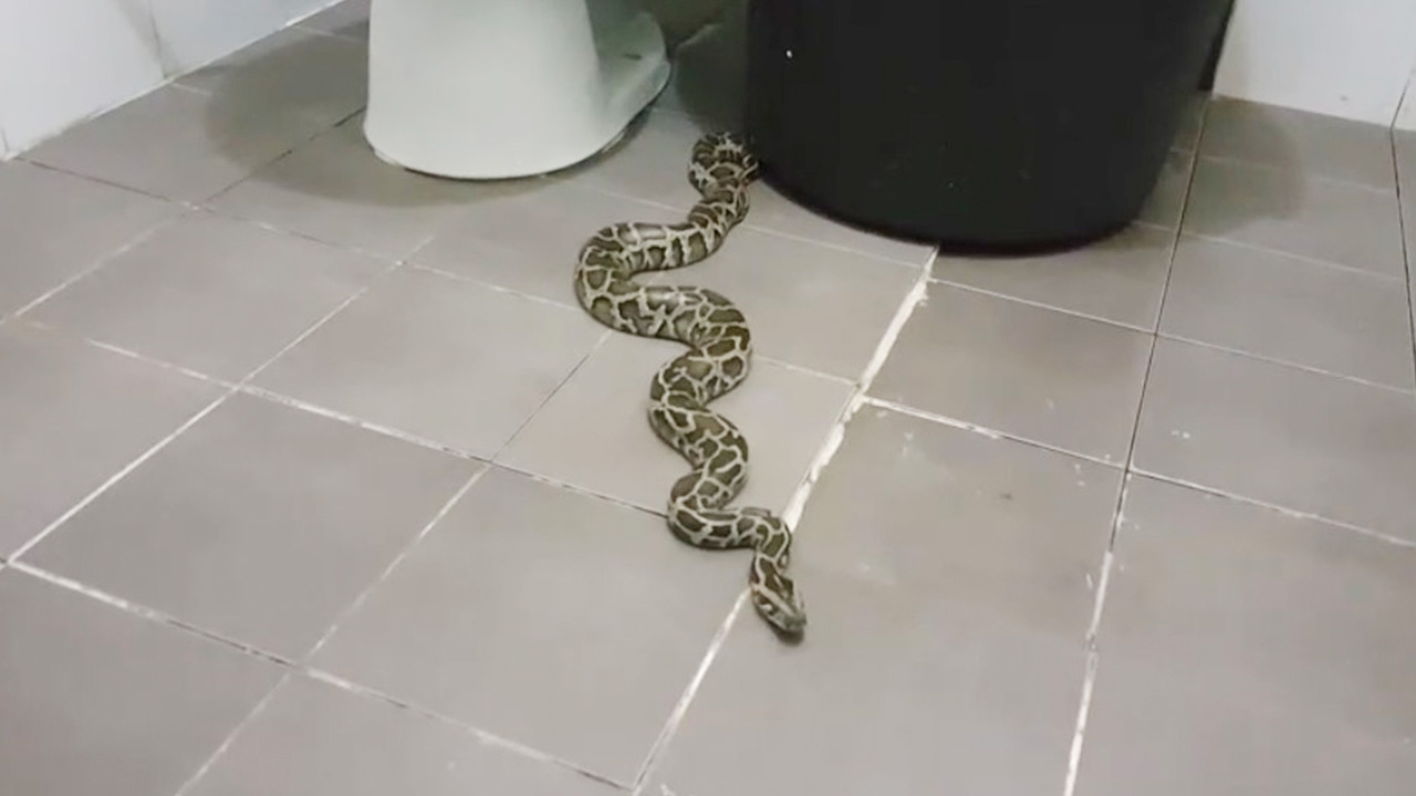 สาวโรงงานแทบช็อก กำลังจะอาบน้ำ งูเหลือมยาวกว่า 2 เมตร มาทักทาย