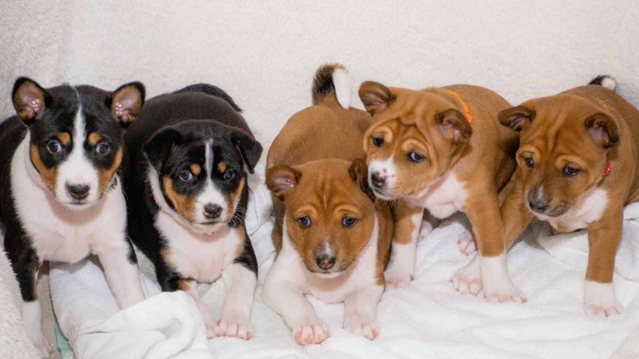 ผสมเทียมน้ำเชื้อแช่แข็ง ลูก "คุณทองแดง" ได้ 8 สุนัขหลวง สุขภาพแข็งแรง