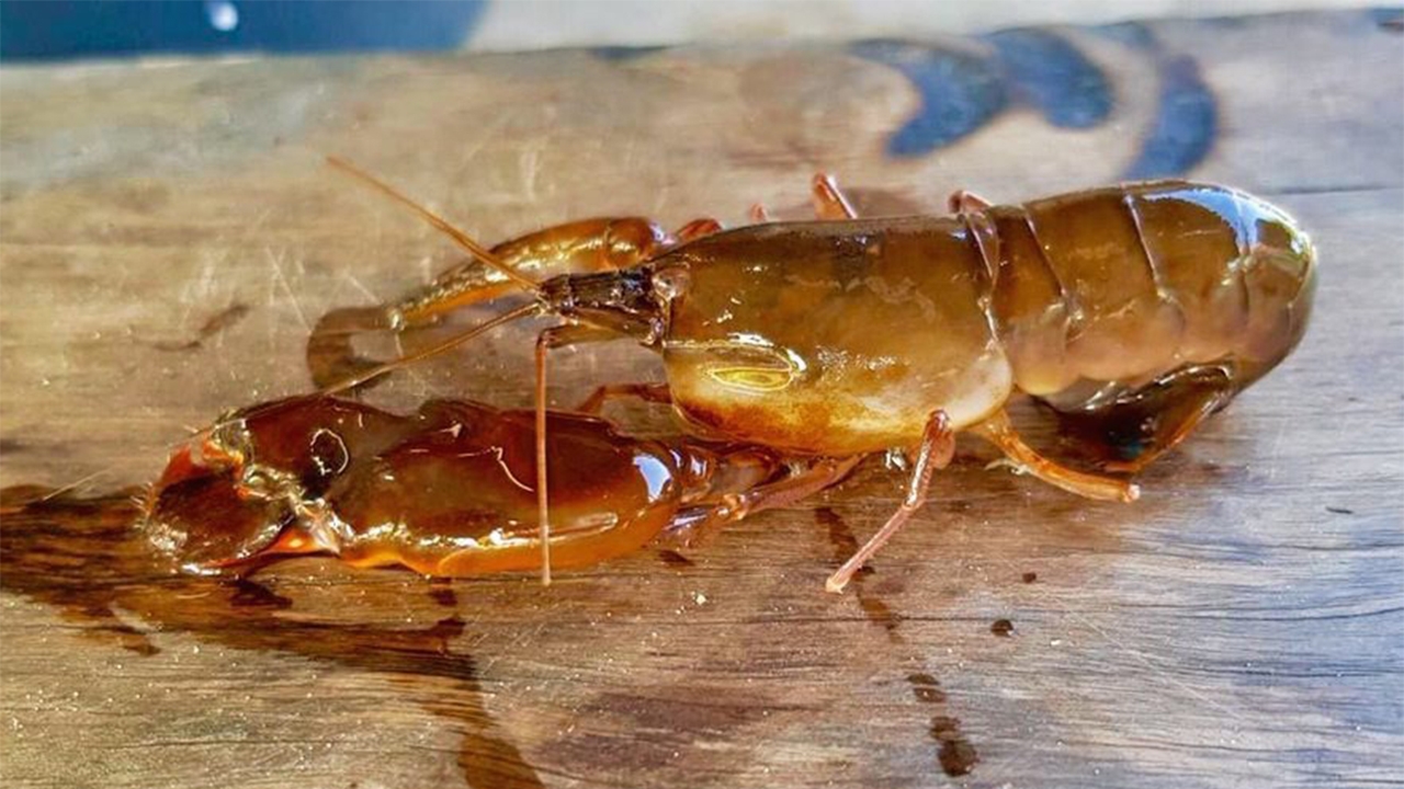 กุ้งดีดขัน...ดังกว่าแว้น