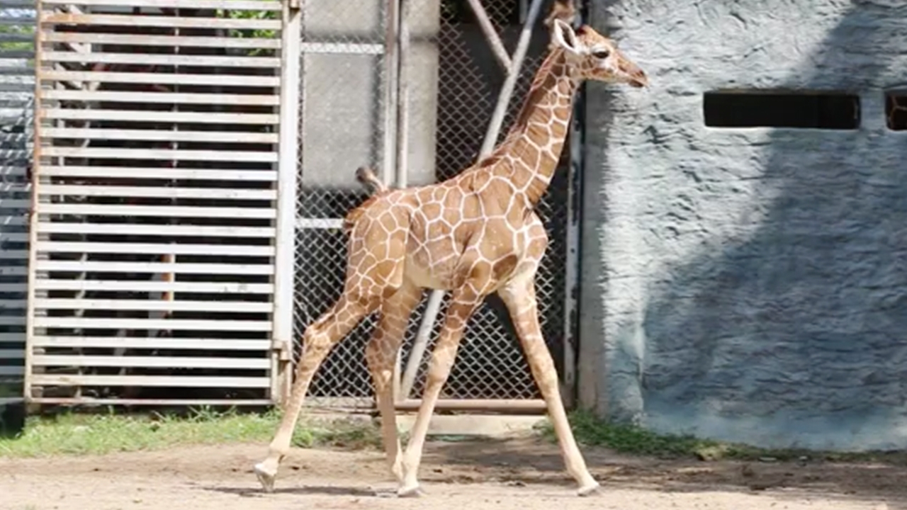 เปิดตัว “ลูกยีราฟ” สมาชิกใหม่ เชียงใหม่ไนท์ซาฟารี ของขวัญต้อนรับปิดเทอม