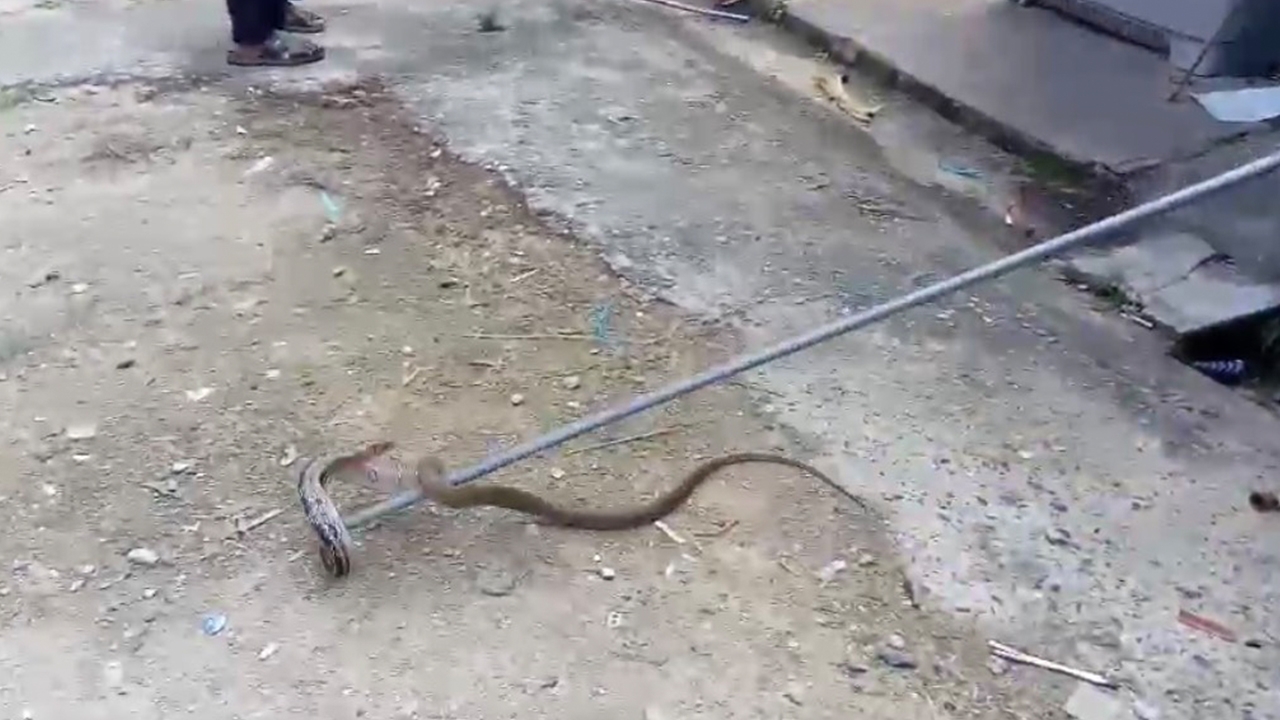 ยายวัย 70 บอกกู้ภัย จงอาง 5 เมตรเข้าบ้าน สุดท้ายเป็นแค่ "งูทางมะพร้าว"