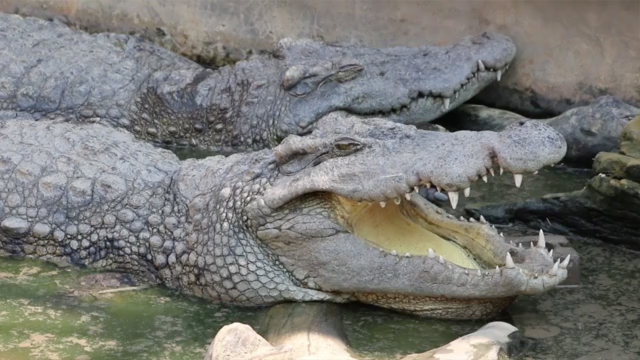 เปิดใจ นักศึกษา ยันมอบเงิน 1 หมื่นให้คนแจ้งเบาะแส มือโยนอิฐใส่ "จระเข้"