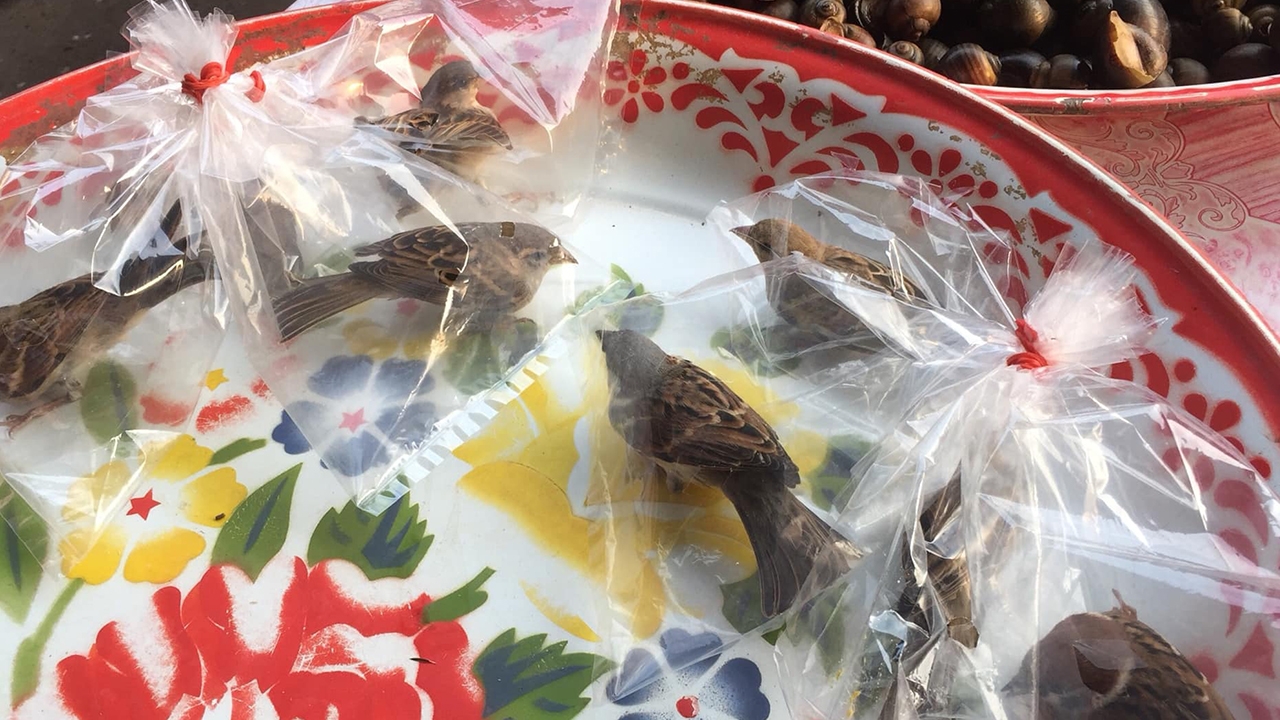 สุดสงสาร ลูกนกกระจอกในถุงแกง ถูกมัดรวม รอคนใจบุญมาซื้อไปปล่อย