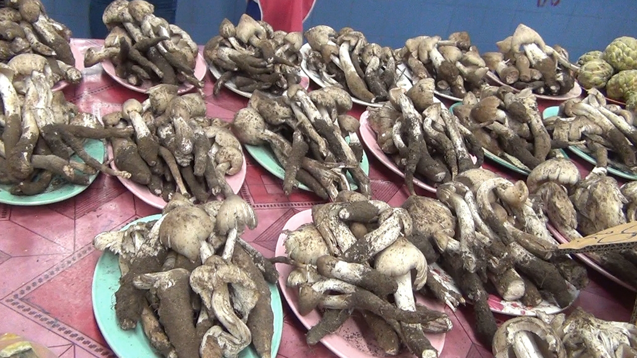 เห็ดโคนพรานกระต่ายออกแล้ว ปีนี้ผลผลิตออกช้า ทำราคาพุ่งกก.ละ 600