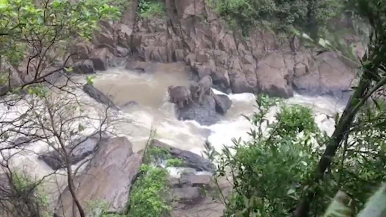 พบร่องรอย ช้าง 2 แม่ลูกกลับเข้าป่าแล้ว เร่งวางแผนกู้ซากช้างตกเหว