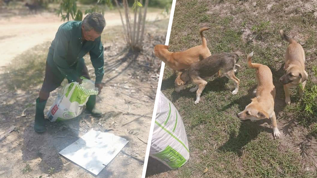ลุงผวน นำอาหารไปเลี้ยงหมาจรจัดในบ่อขยะ อ.ชะอำ หวังผลบุญส่งถึงผู้บริจาค