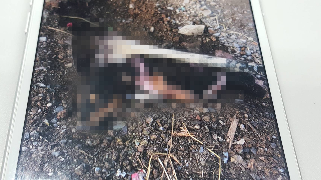 จับหนุ่มพม่าโหด ก้อนหินทุบหัวหมาก่อนนำผัดกะเพรากินแกล้มเหล้า