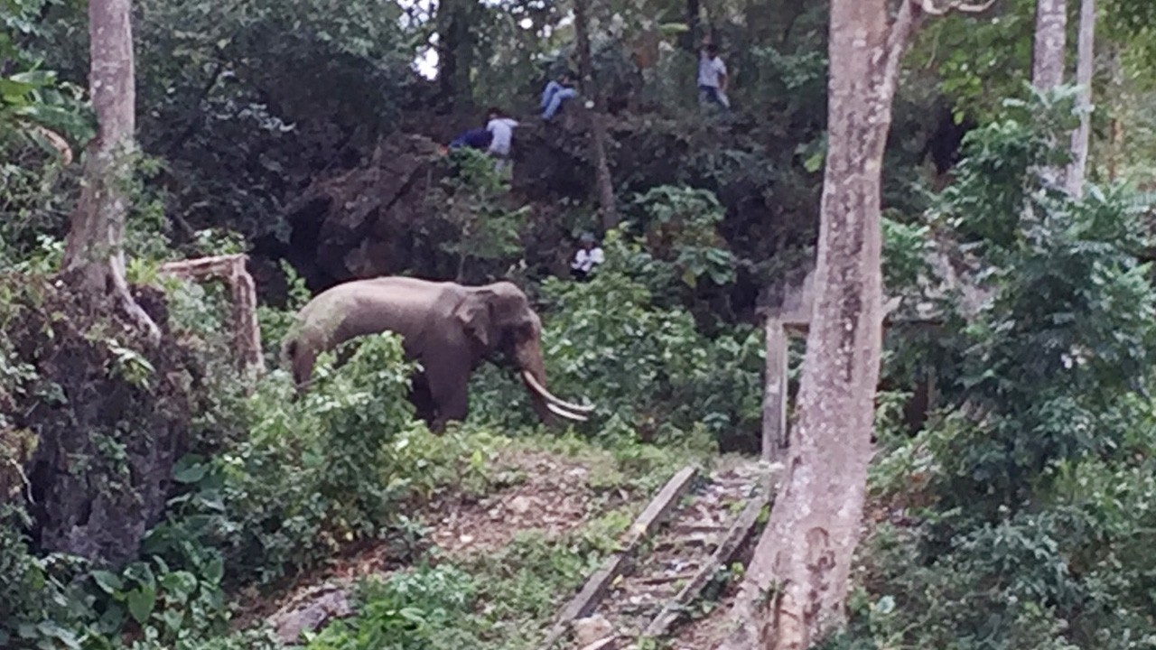 เกือบวุ่น พลาย "ก้านกล้วย" ตกมันคลุ้มคลั่ง จนท.ต้อนจับร่วม 5 ชม.