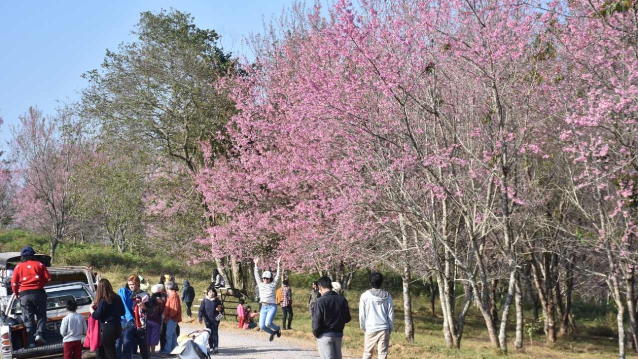 แห่ชม "ซากุระภูลมโล" บานเป็นสีชมพูทั้งหุบเขา ที่ภูหินร่องกล้า 