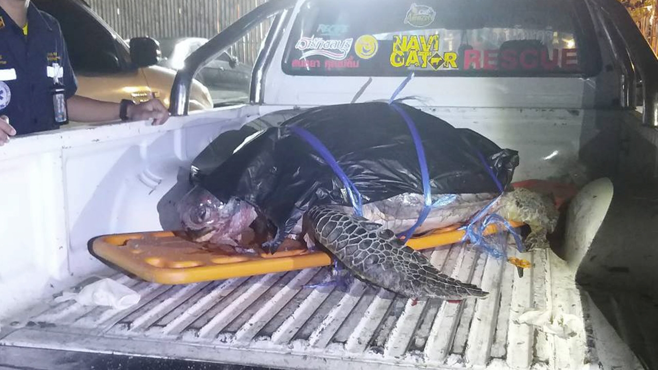 พบ'เต่า'ทะเลนอนตายเกยตื้นหาดบางพระ คาดถูกใบพัดเรือตีกระดองแตก