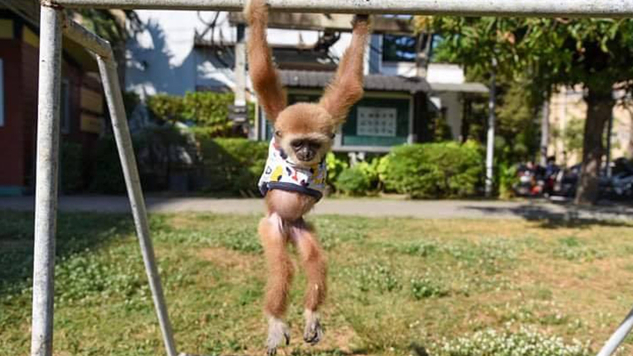 ภาพสลดใจ "ชะนีน้อย" ของกลางที่ถูกช่วยจากแก๊งค้าสัตว์ป่า เอวถูกรัดจนเป็นแผล