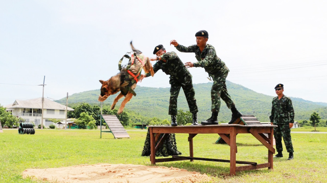 รับสมัครสอบเป็นทหาร ตำแหน่งผู้บังคับสุนัข 50 อัตรา ต้องรักเจ้าตูบจริงๆ