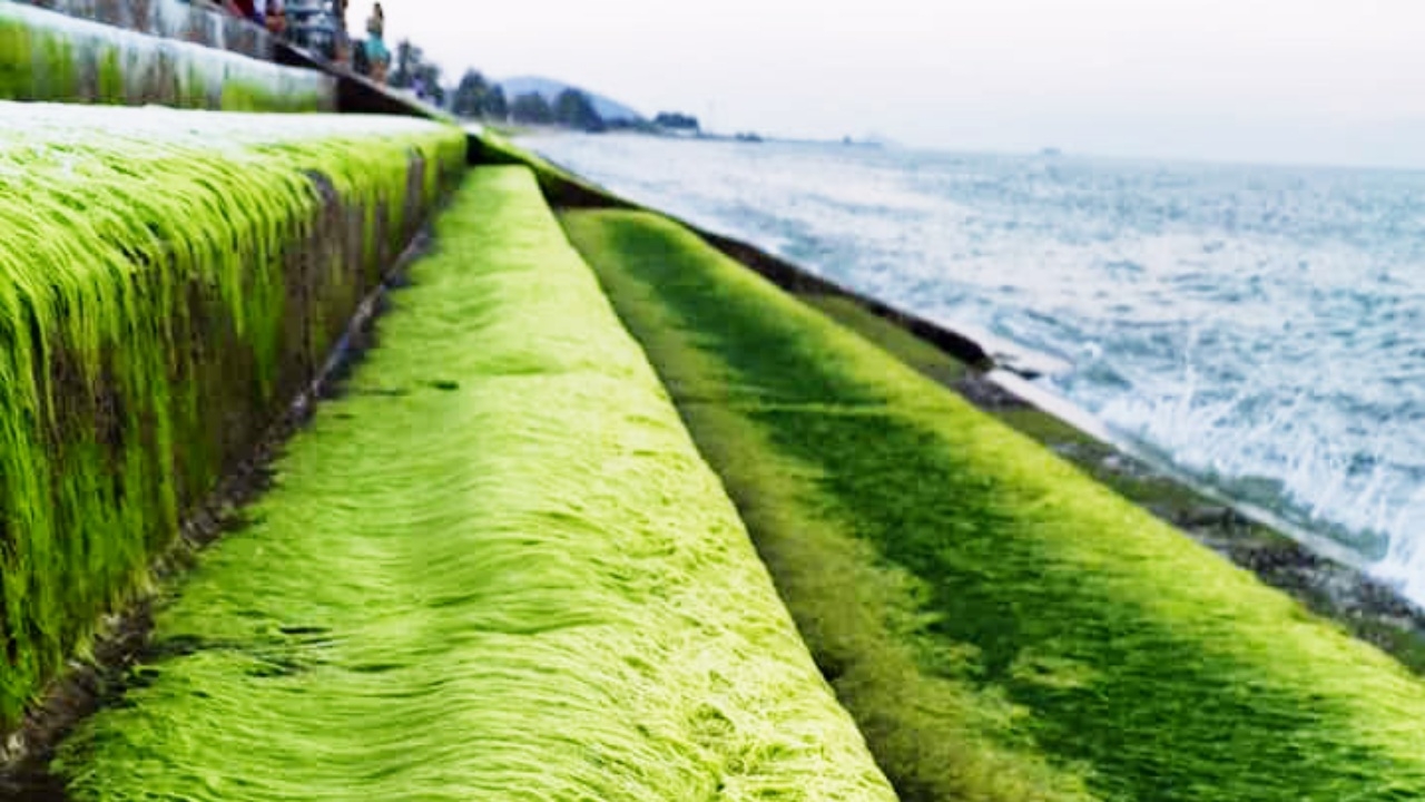 รีบไปเก็บภาพ "สาหร่ายสีเขียว" สวยงามแปลกตา ที่สันเขื่อนปากน้ำปราณ