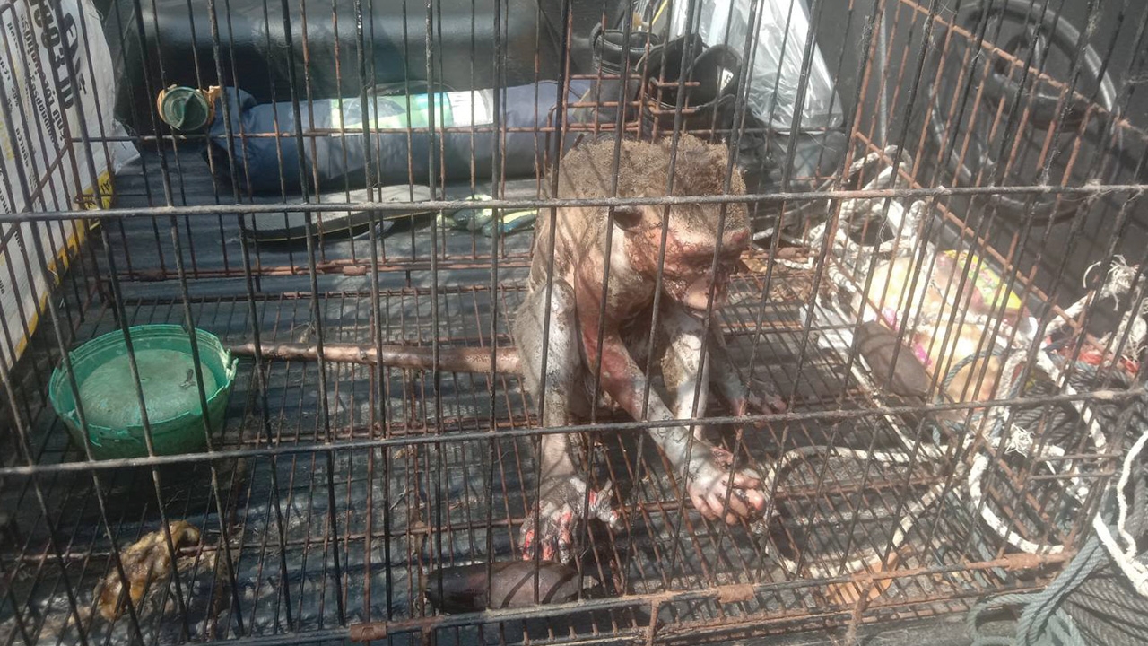 ลิงแสมกระบี่ซนกัดสายไฟแรงสูงขาด ถูกช็อตจนขนร่วง แต่ไม่ตายชาวบ้านช่วยไว้