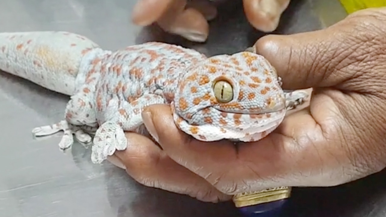 อึ้งทั้งคลินิก ลุงวัย 62 พา "ตุ๊กแก" แสนรักหาหมอฉีดยา หลังหางบวมผิดปกติ