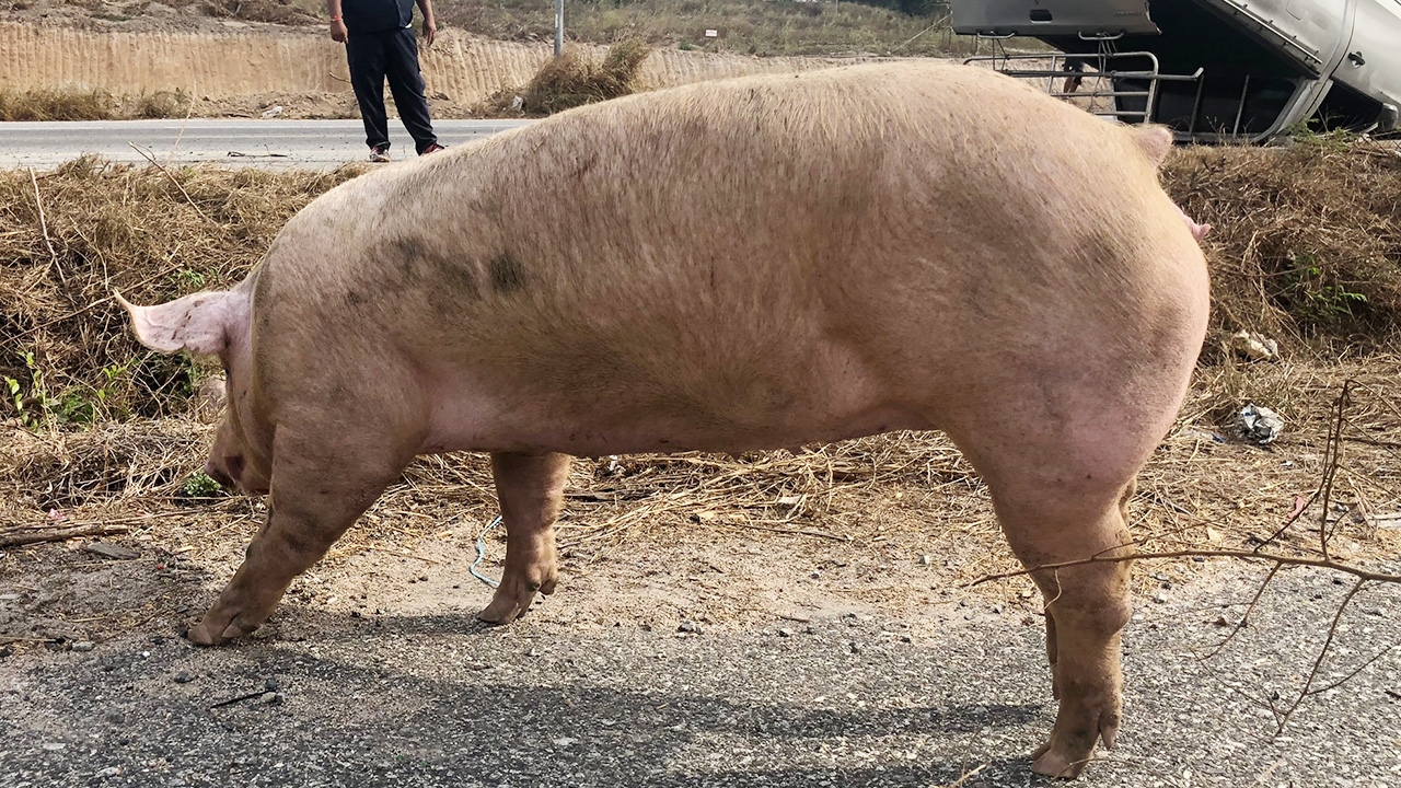 กระบะขนหมูไปเชือด ยางระเบิดคว่ำทำติดหลายกิโลที่บ้านบึง โชคดีรอดทั้ง 14 ตัว