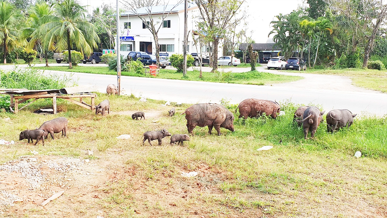"หมูป่า" ขวัญใจชาวบ้านที่ปากน้ำชุมพร ออกลูกออกหลานอยู่เป็นฝูง 30 ตัว
