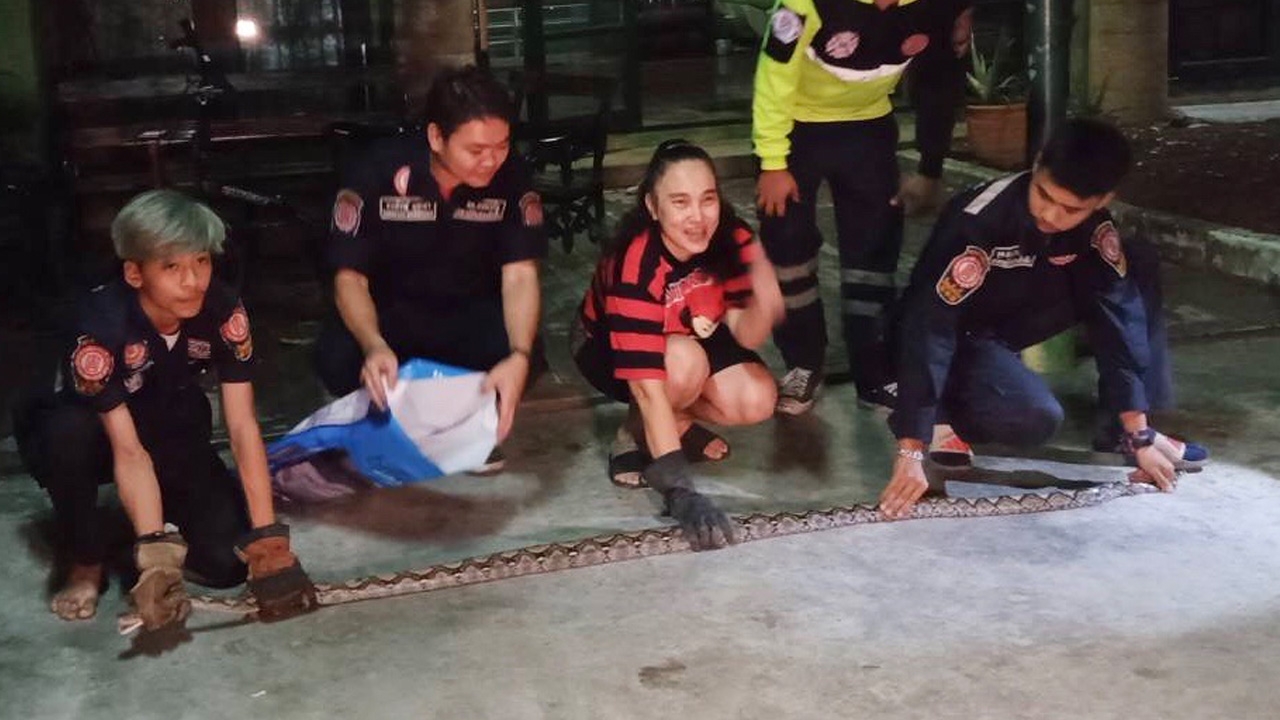 “ปู โลกเบี้ยว” ตะลึง งูเหลือมเข้าบ้าน เรียกจนท.มาจับปล่อยคืนธรรมชาติ