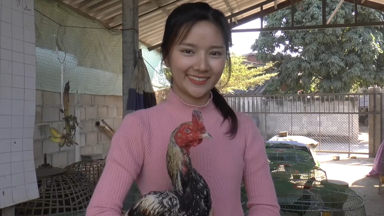 ไอดอลบ้านนา "น้องมด" สาวพะเยา ผู้หลงใหลเสน่ห์ของการเลี้ยง “ไก่ชน”