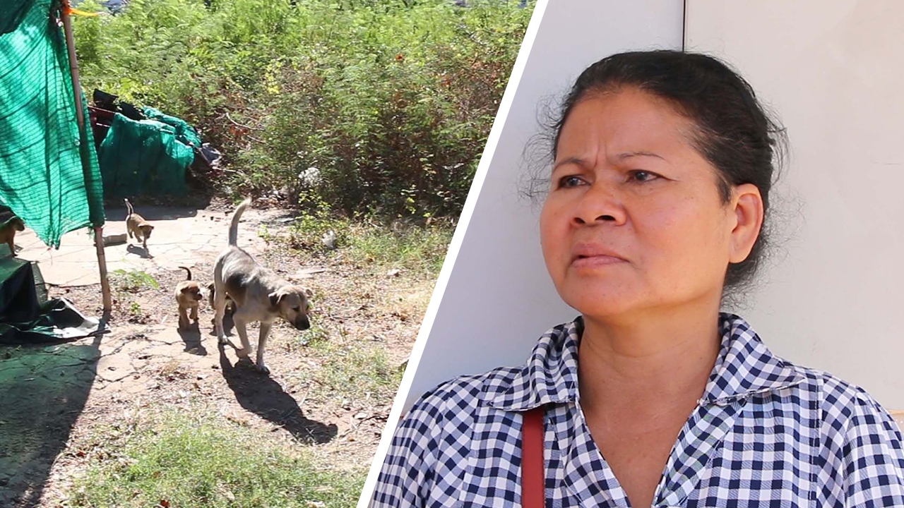 เจ้าของฝูงสุนัขขย้ำยาย 87 ยืนยันรับผิดชอบเต็มที่ แจงหมาฝรั่งตัวเดียว