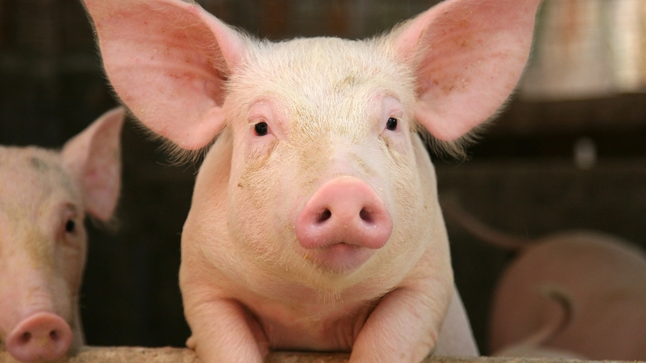 ชาวเน็ตในจีนด่ายับ หลังสวนสนุกให้ หมูโดดบันจี้จัมพ์ ฉลองเปิดบริการ